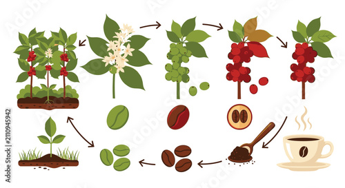 Konstfotografi Coffee Beans Growth and Production Process.