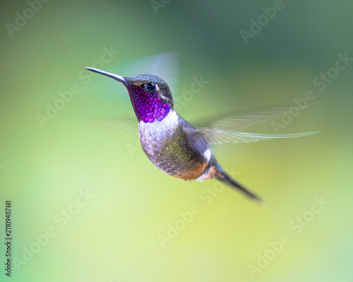 magenta-throated woodstar from Costa Rica on bright background
