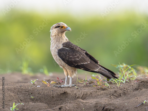 Yellow Headed Caracara Bird of Prey