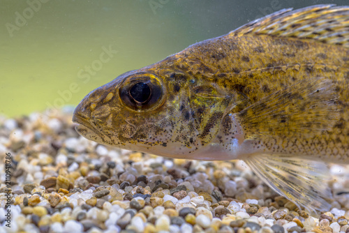 Ruffe Fish on Sandy Riverbed, River Reest, Netherlands