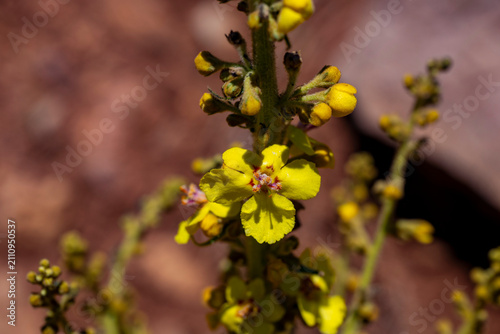 Cuadro en lienzo Verbascum nigrum, the black  or dark mullein, is a species of biennial or short-lived perennial herbaceous plant in the mullein genus Verbascum, native to dry open sites in temperate Europe