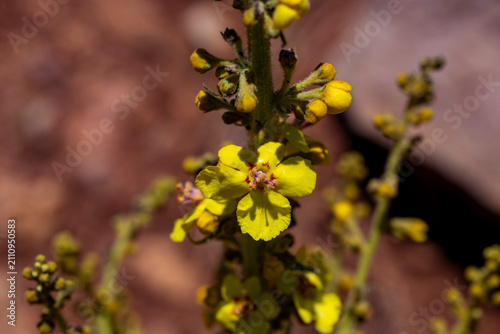 Fotografía Verbascum nigrum, the black  or dark mullein, is a species of biennial or short-lived perennial herbaceous plant in the mullein genus Verbascum, native to dry open sites in temperate Europe