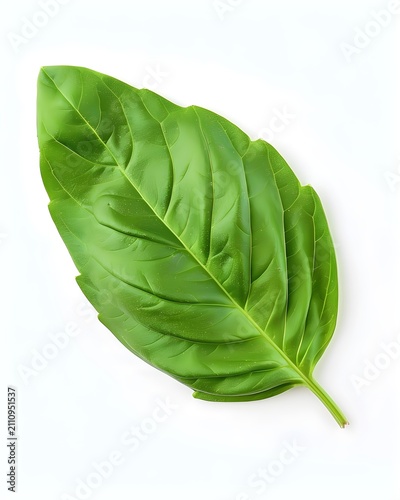 basil leaf macro texture isolated on white background