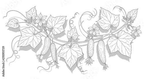 Botanical illustration of cucumber plant with leaves flowers and fruit