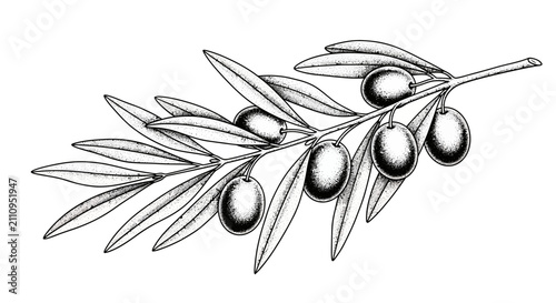 Branch with olive fruit and leaves detailed botanical illustration