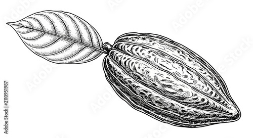 Cacao pod and leaf detailed illustration isolated on white background