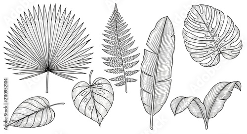 Collection of exotic botanical leaf illustrations in sketch style