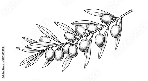 Hand drawn olive branch with fruit illustration natural detail
