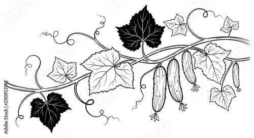 Organic cucumber plant branch with leaves and fruit vine illustration