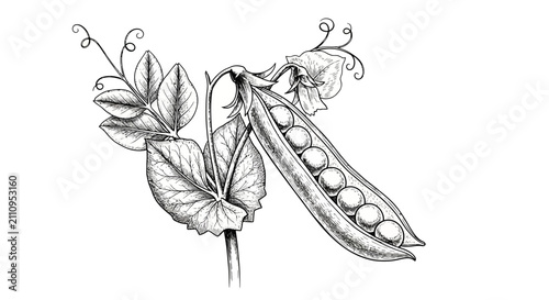 Open pea pod with seeds and leafy vine botanical illustration
