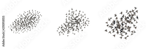Flocks of flying birds in motion isolated on transparent background set, swarms of small wild birds and migration nature design elements PNG