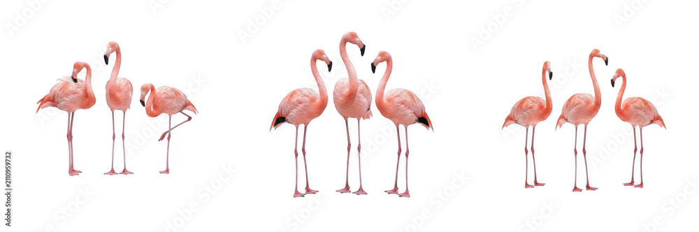 Fototapeta premium Cute pink flamingos isolated on transparent background set, beautiful tropical wading birds in various graceful poses, summer wildlife and nature design elements PNG