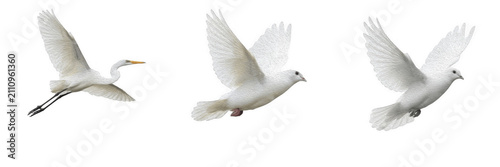 Photography White flying birds isolated on transparent background set, graceful egret and do