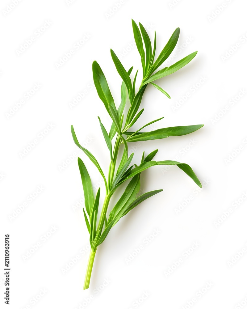 Obraz premium tarragon herb sprig fresh ingredient isolated on white background