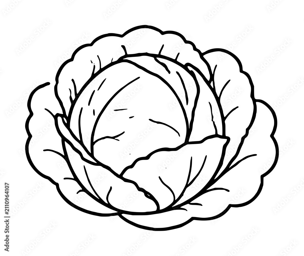 Obraz premium Cabbage vector icon with hand-drawn outline style. Minimalist line illustration of fresh leafy vegetable for organic food design and agricultural graphics.