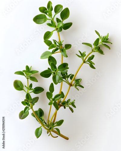 thyme sprig macro texture isolated on white background