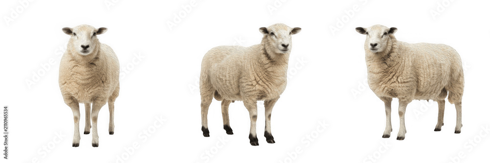 Fototapeta premium Fluffy white sheep and farm animals isolated on transparent background set, wool livestock and rural agriculture design elements PNG