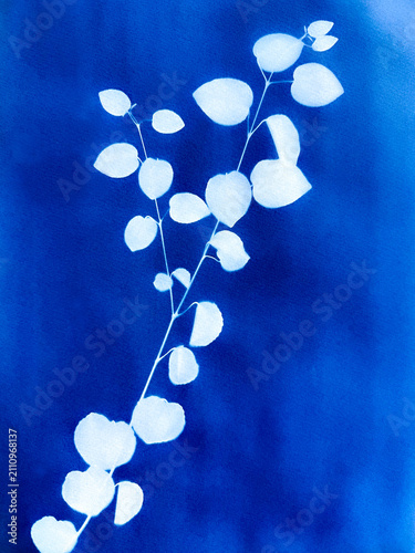 Birch tree branches in blue cyanotype background