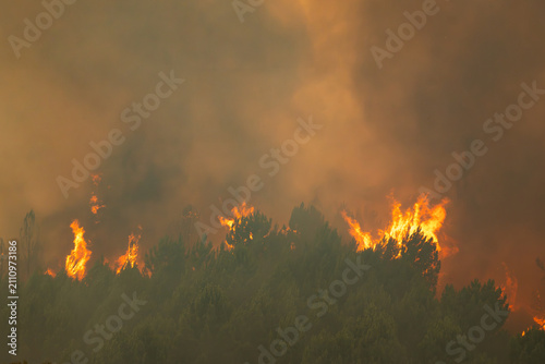 Fotografie Intense wildfire consuming a forest, generating thick smoke and bright flames