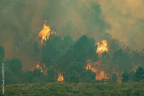 Cuadro en lienzo Forest fire devastating trees and vegetation, large flames rising with thick smo