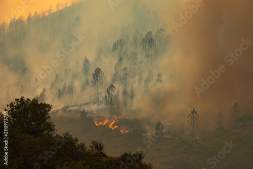 Cuadro en lienzo Wildfire consuming trees and vegetation across a hillside, creating a thick haze of smoke