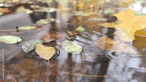 Golden leaves float serenely on a calm pond, reflecting the soft light of fall. Nature's artistry creates a peaceful, soothing atmosphere in this lovely autumn scene.