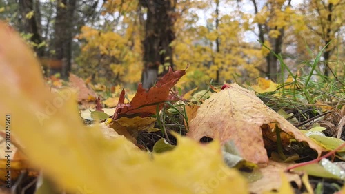 In a peaceful forest, vibrant autumn leaves blanket the ground. The rich hues of yellow, orange, and red create a stunning mosaic. Nature reveals its beauty as leaves dance in the gentle breeze.