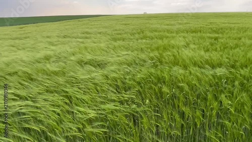 green wheat field