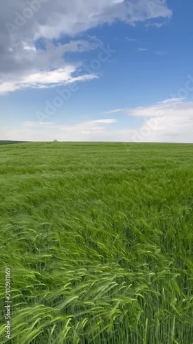 green field and blue sky