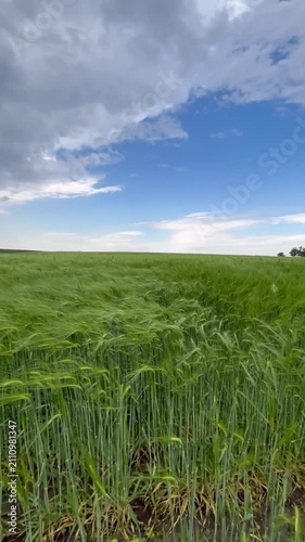 green field and blue sky