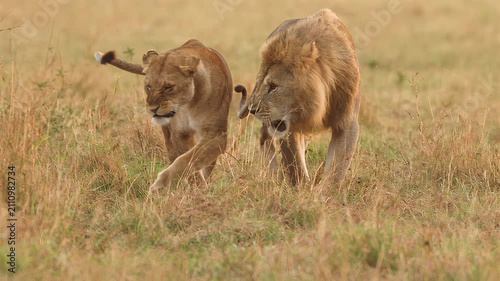 Majestic lions interacting affectionately in the golden African savanna