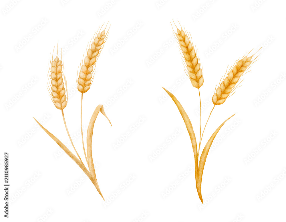 Obraz premium Watercolor wheat ears and grain illustrations set on white background. Hand drawn cereal botanical painting