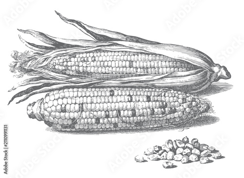 Foto Vintage corn botanical drawing featuring whole ear and husk in black and white ink sketch