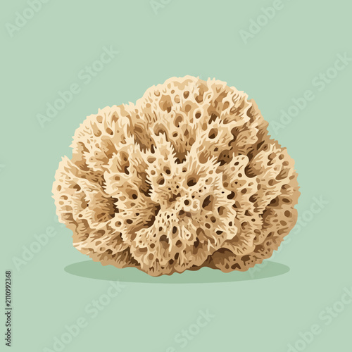 A detailed illustration of a natural sea sponge on green background