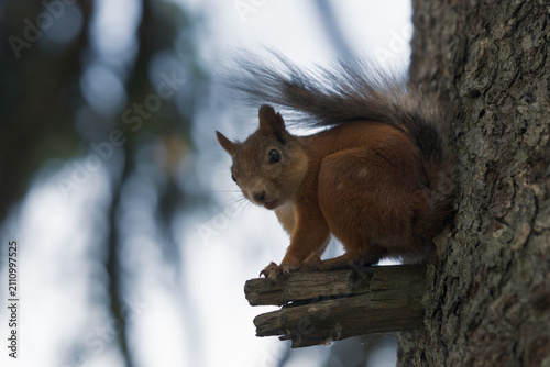 Red squirrel sitting on a tree branch in a city park, close-up wildlife portrait with soft background and natural forest environment.
