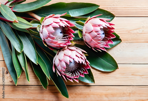 Three pink protea flowers w...