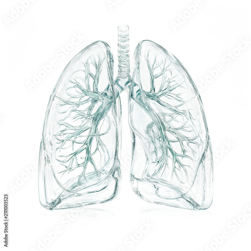 Human lungs anatomy 3d model isolated as medical organ visualization for healthcare and scientific design