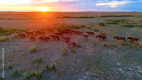 A herd of horses running across the steppe in Kazakhstan at sunset, drone view