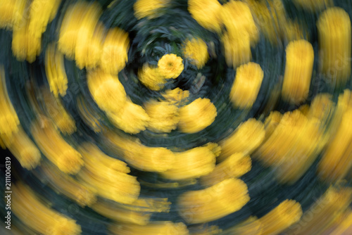 Quadro su tela Abstract intentional camera movement photograph of vibrant yellow flowers in a swirling composition, blending motion, color and floral forms into a dynamic painterly nature background