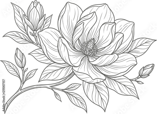 black and white flowers rose