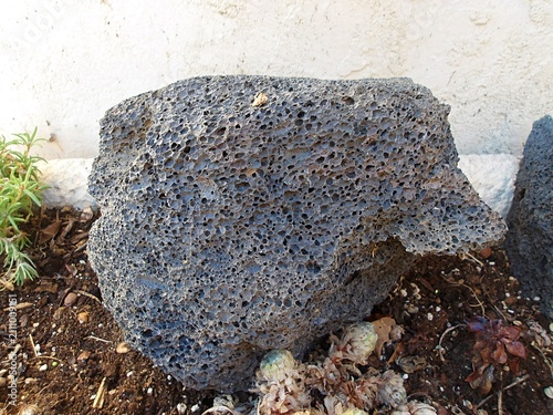 Obraz na plátně Porous Volcanic Lava Rock in a Garden Setting.