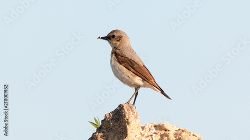 Canvas Print red backed shrike