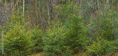 Canvas-taulu Young conifers establish peaceful edge