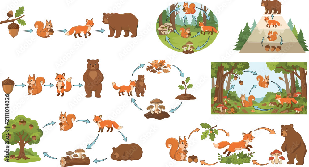 Obraz premium Forest food chain vector illustration set animal ecosystem diagram collection isolated on clean white background