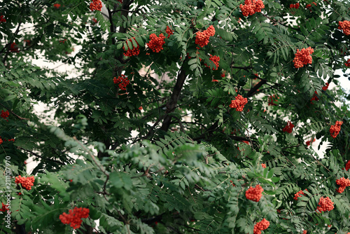Ripe red rowan berries hanging on tree branches with green leaves outdoor. Concept of autumn harvest, mountain ash, botanical species, flora and nature background.