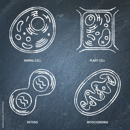 Molecular and cellular biology chalkboard icon set. Vector illustration