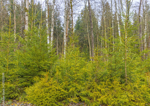 Canvas Print Bright green sapling groups at forest edge signify renewal and ecofriendly fores