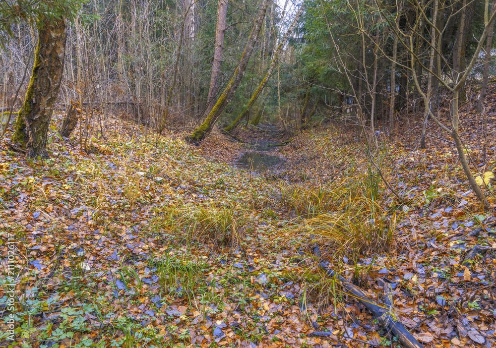 Obraz premium Calm forest scene with gentle leaves. Peaceful clearing among slender trees during late autumn season