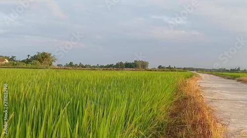 Country Road Along Green Rice Fields in Rural Vietnam