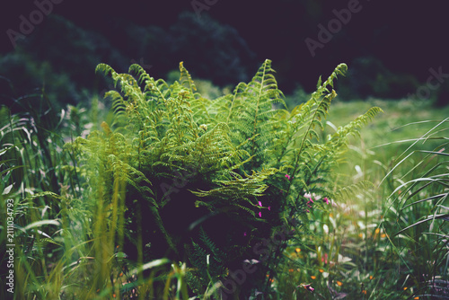 Mystical fern glowing in a dark forest, symbolizing Slavic legends and nature.